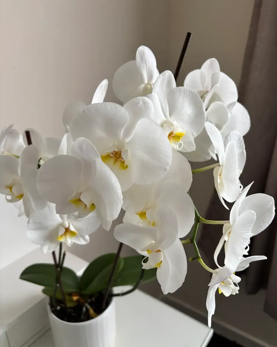 Chậu lan hồ điệp trắng nở nhiều bông, đặt trong chậu sứ nhỏ cạnh cửa sổ