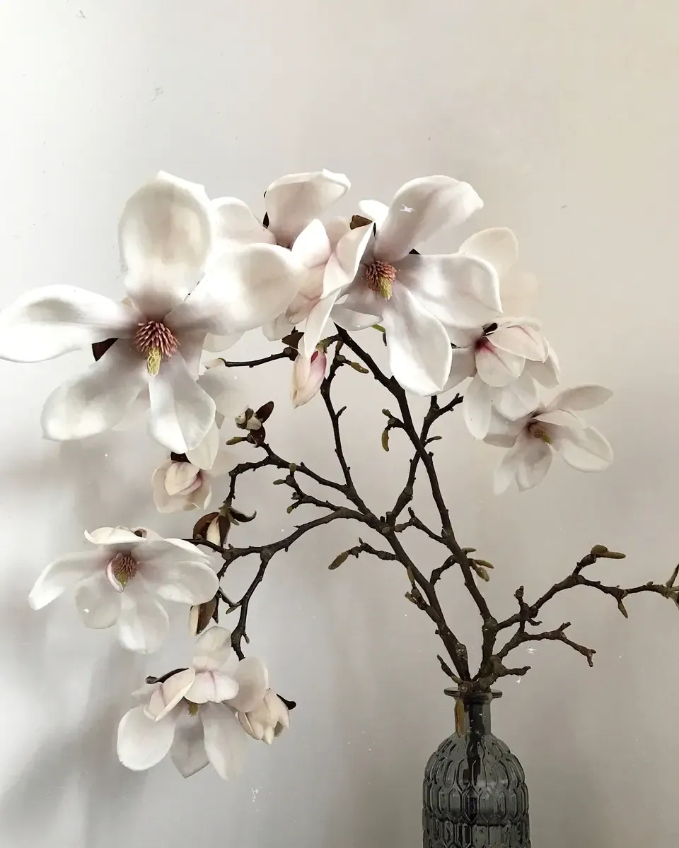 Cành ngọc lan nở hoa trắng trong bình thủy tinh sẫm màu trước bức tường sáng