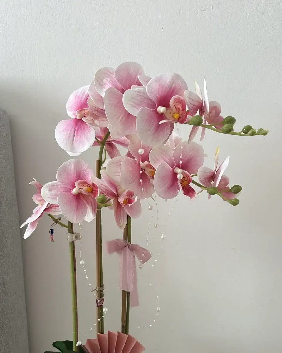 Chậu lan hồ điệp hồng cao trong chậu sứ trắng có nơ ruy băng hồng cạnh góc tường sáng