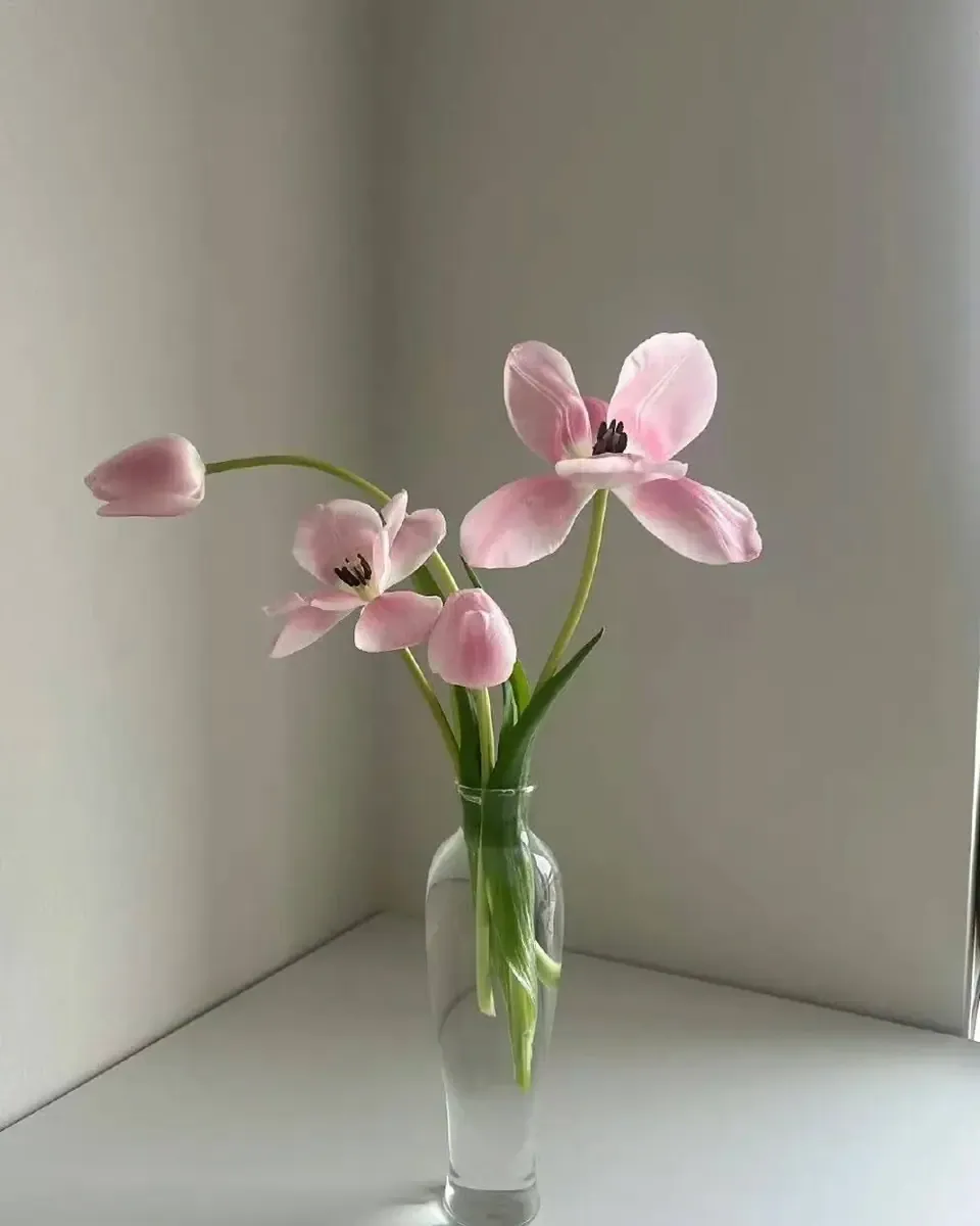 Cành tulip hồng cắm trong bình thủy tinh thon trên nền sáng