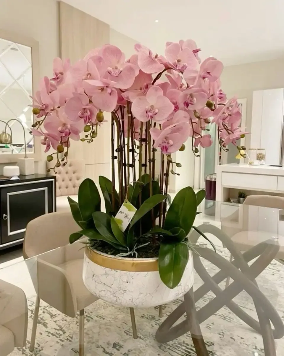 Chậu lan hồ điệp hồng nhiều cành trong chậu đá cẩm thạch viền vàng, đặt trong phòng khách