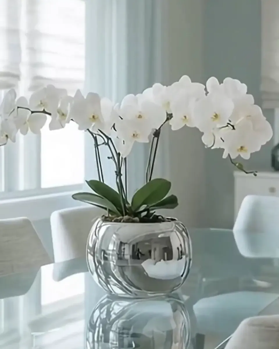Cành lan hồ điệp trắng cắm trong chậu bạc tròn đặt trên bàn kính bên rèm cửa mỏng