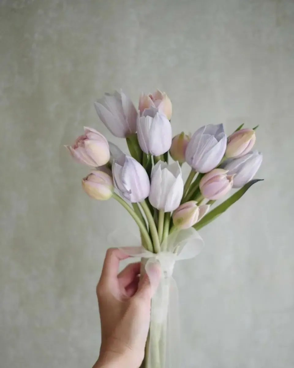 Bó tulip sắc tím nhạt và hồng cầm trên tay, thân dài buộc ruy băng trắng