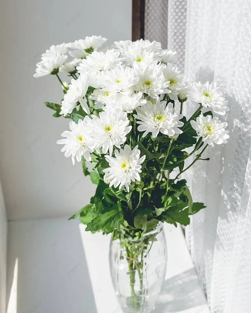Bình thủy tinh cắm hoa cúc trắng nhiều bông đặt trên bệ cửa sổ, có rèm trắng bên cạnh