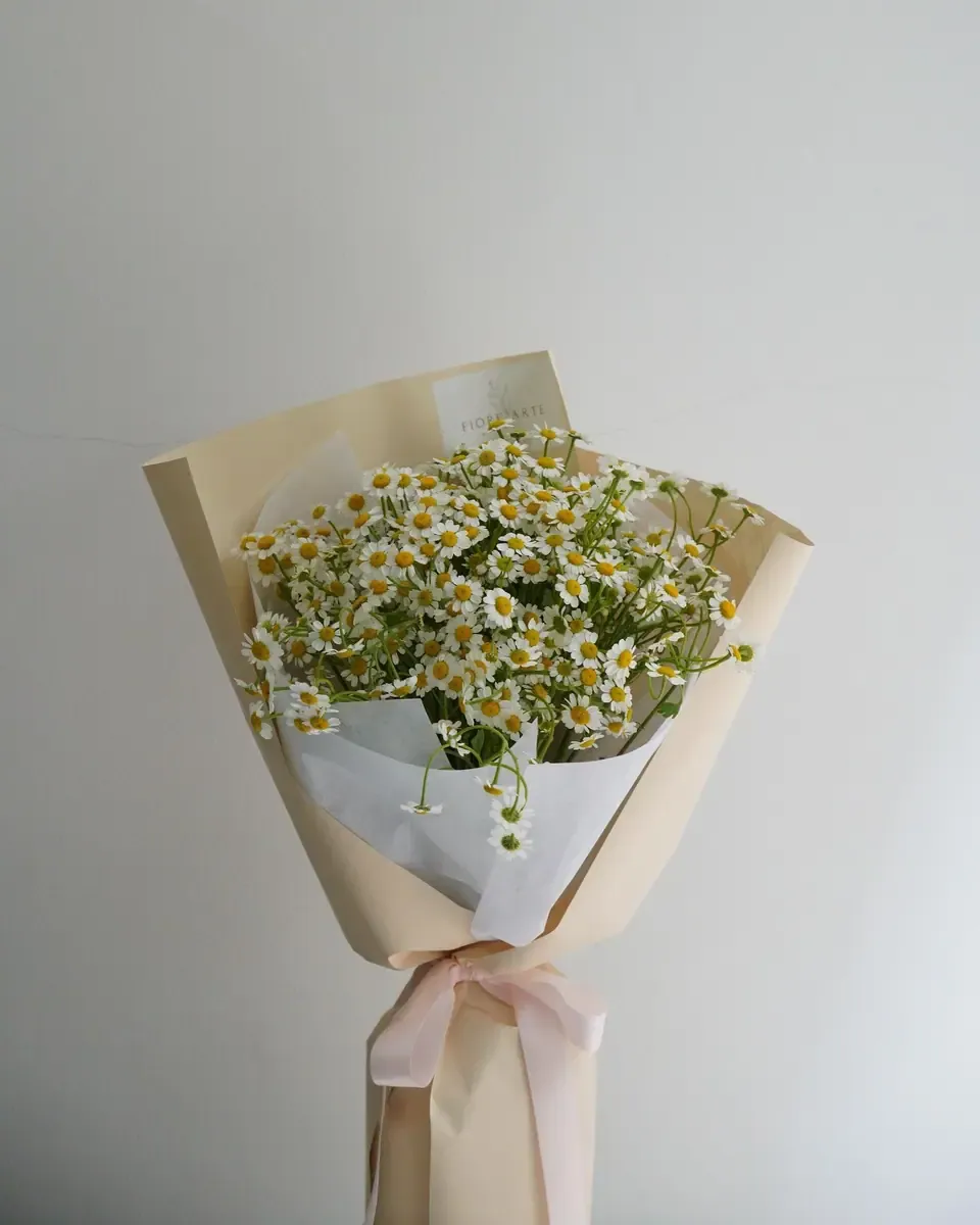 Bó cúc họa mi gói giấy kem, buộc nơ hồng nhạt, đứng trên nền sáng