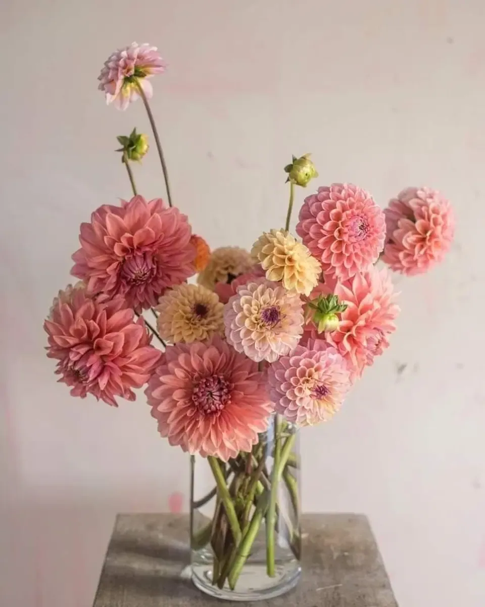 Thược dược hồng cam cắm trong lọ thủy tinh đặt trên bục gỗ, nền tường kem