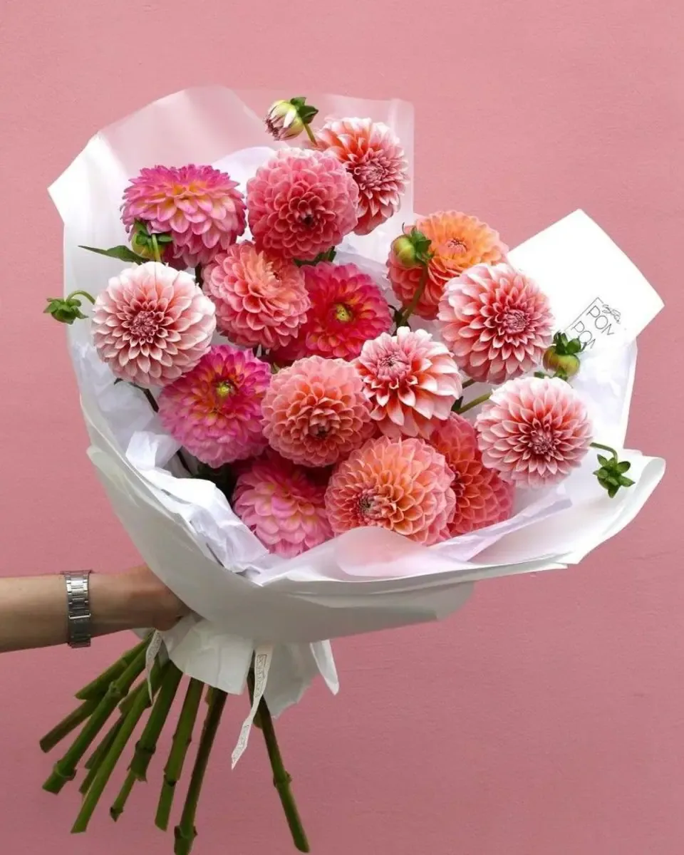 Bó thược dược hồng đậm gói giấy trắng, một bàn tay cầm trước nền tường hồng