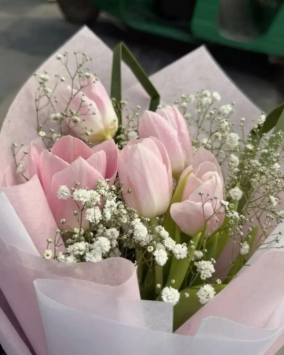 Tulip hồng và trắng cùng baby trong giấy gói hồng nhạt