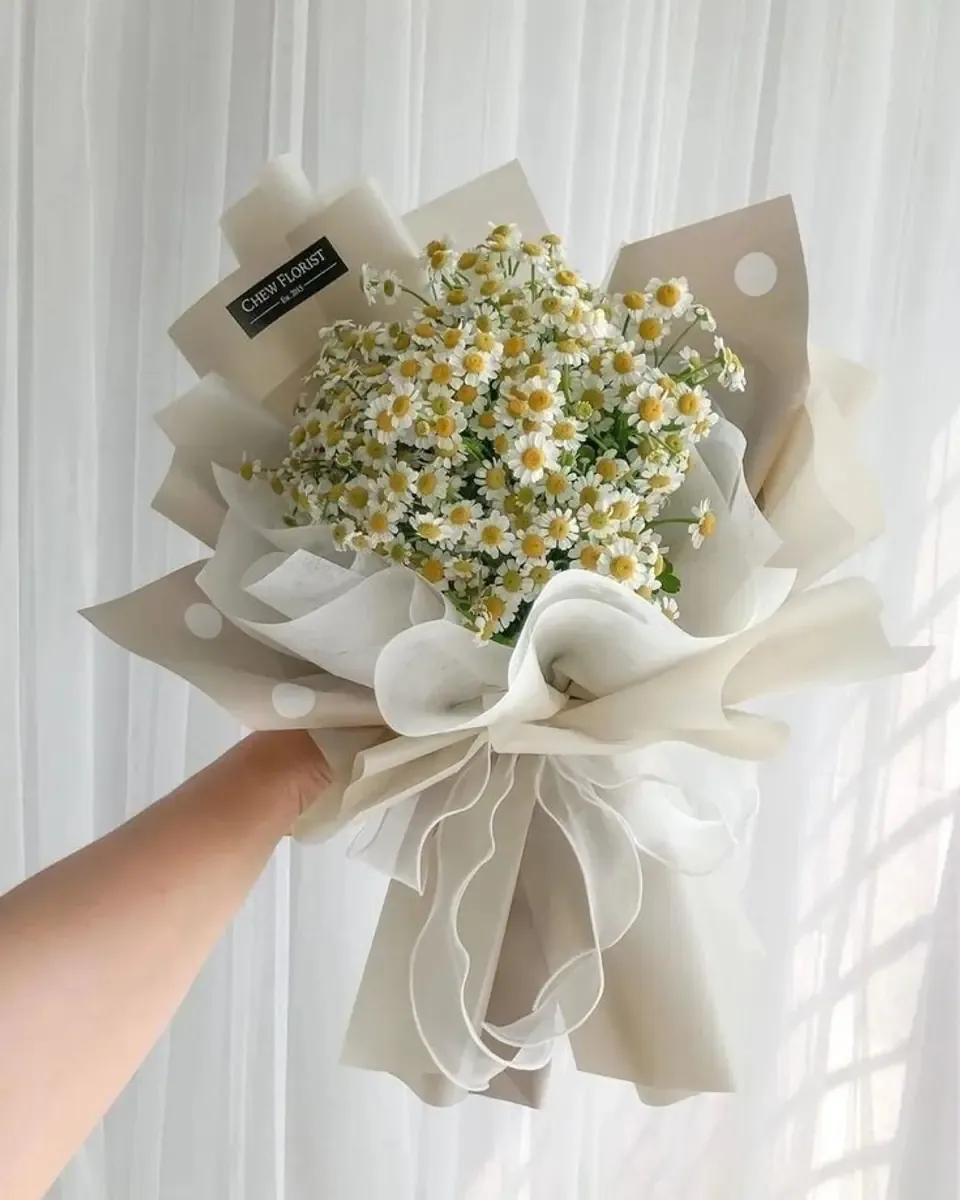 Bó cúc họa mi gói giấy trắng viền ren, được cầm trên tay trước bức màn trắng
