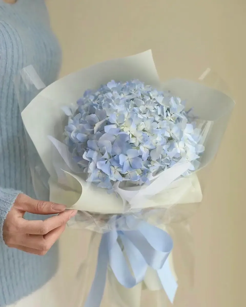Bó cẩm tú cầu xanh nhạt gói giấy trắng mờ, buộc ruy băng xanh, được cầm trên tay