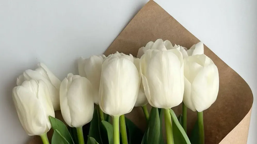 Bó hoa tulip trắng gói giấy kraft nằm trên nền trắng, thân hoa xanh và lá dài
