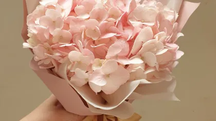 Bó cẩm tú cầu hồng kem gói giấy hồng nhạt, ruy băng nâu vàng, tay cầm