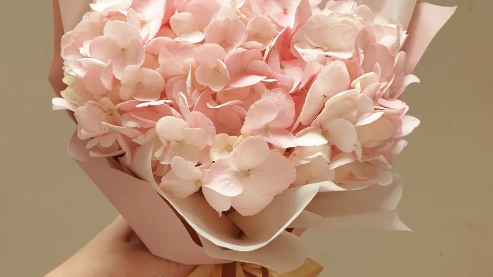 Bó cẩm tú cầu hồng kem gói giấy hồng nhạt, ruy băng nâu vàng, tay cầm