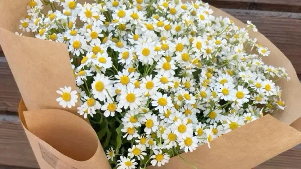 Bó cúc họa mi trắng nhụy vàng gói giấy kraft nâu, buộc nơ ruy băng trắng, được cầm trên tay