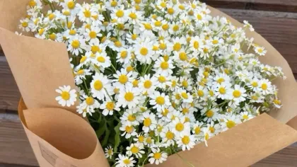 Bó cúc họa mi trắng nhụy vàng gói giấy kraft nâu, buộc nơ ruy băng trắng, được cầm trên tay