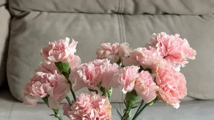 Bình thủy tinh cắm hoa cẩm chướng hồng phấn đặt trên ghế sofa xám trong phòng sáng