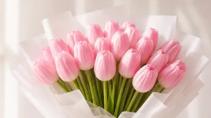 Bó tulip hồng gói giấy trắng mỏng, buộc nơ ruy băng kem, đặt trước nền sáng dịu