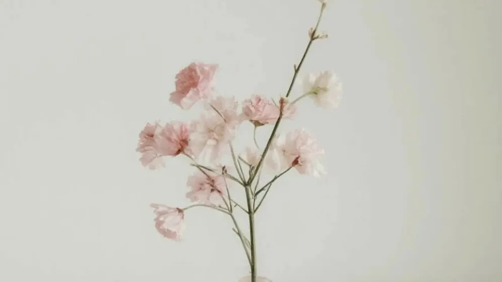 Cành hoa hồng phấn cắm trong bình thủy tinh nhỏ trên nền sáng