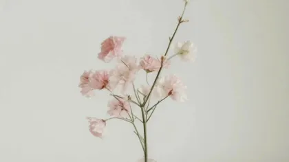 Cành hoa hồng phấn cắm trong bình thủy tinh nhỏ trên nền sáng