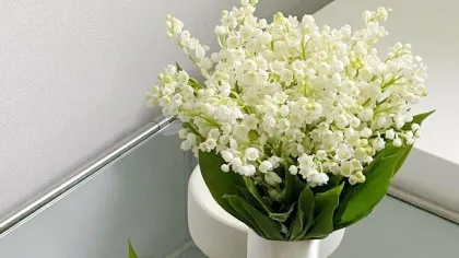 Bó linh lan trắng buộc ruy băng trắng đặt trong bình sứ, bên cạnh một bó nhỏ khác