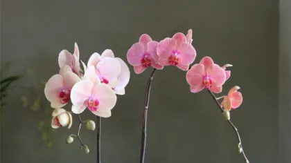 Chậu lan hồ điệp hồng tím trong chậu sứ trắng đặt trên bục trắng cạnh bức tường xám