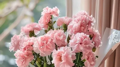 Bình hoa cẩm chướng hồng phấn buộc ruy băng hồng đặt bên cửa sổ đầy nắng